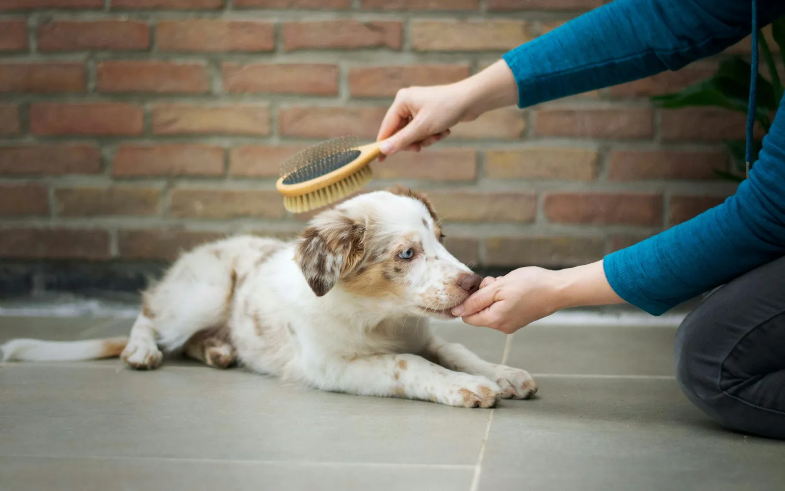 レンガの壁の前にあるタイルの床で、白と茶色のまだら模様の毛をした小さな犬が伏せていて、青い服を着た人が片手で木製のブラシを背中に当ててとかしている様子