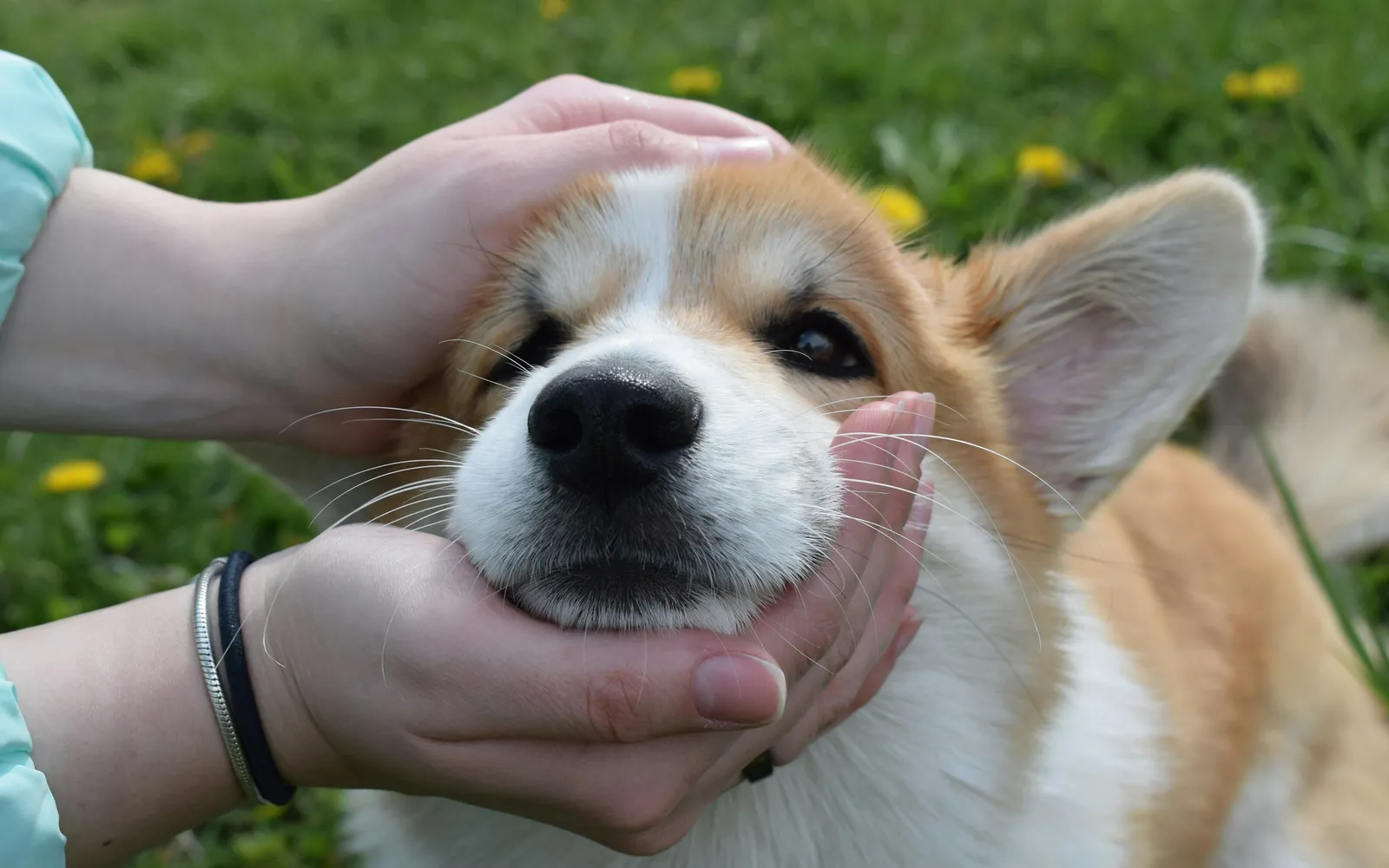 黄色い花が咲く草の上で、白と茶の毛で耳の大きな犬の顔を、人の両手が下からあごと頭を支えるようにして、やさしく包んでいる様子