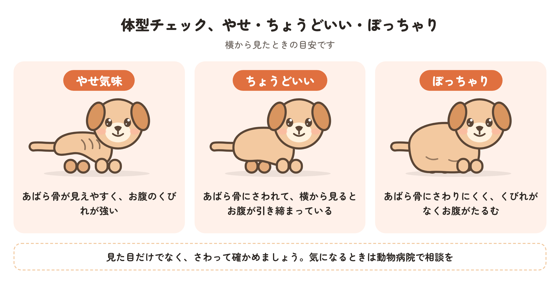 体型チェックの3パターンの図。やせ気味はあばら骨が見えやすくお腹のくびれが強い、ちょうどいいはあばら骨にさわれて横から見るとお腹が引き締まっている、ぽっちゃりはあばら骨にさわりにくくくびれがなくお腹がたるむ、という目安を示している