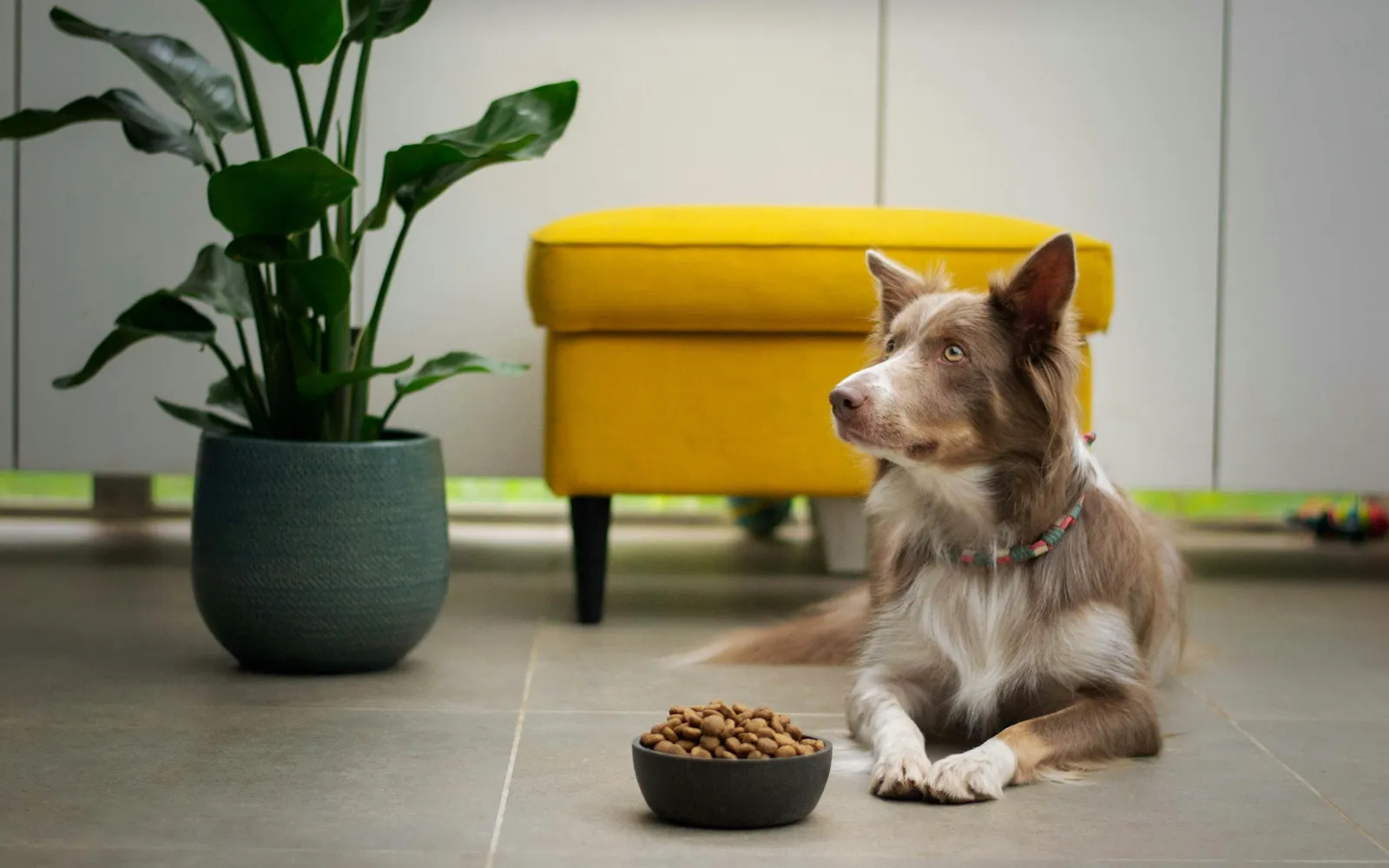 観葉植物と黄色いスツールのある明るい室内の床で、茶色と白の毛の犬が、フードの入った黒い器のそばに伏せて、横を見ながら待っている様子