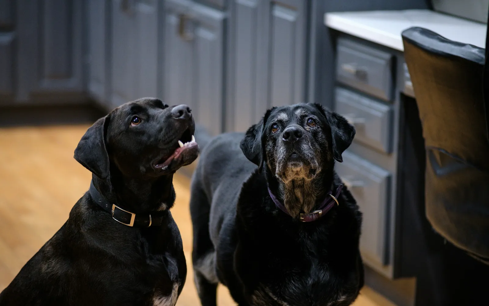 灰色の収納棚と木の床があるキッチンで、首輪を着けた2頭の黒い犬が並んで座り、そろって何かを見つめるように上のほうを見上げている様子