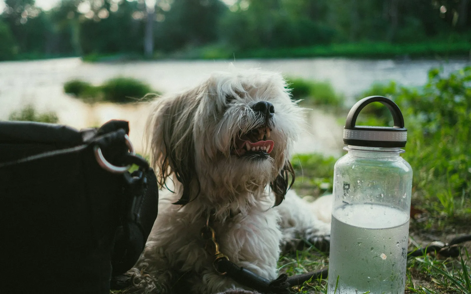 水辺の草の上で、首輪を着けた長めの毛の小型の犬が口を開けて座り、そのそばに黒いバッグと、水の入った透明なボトルが置かれている様子