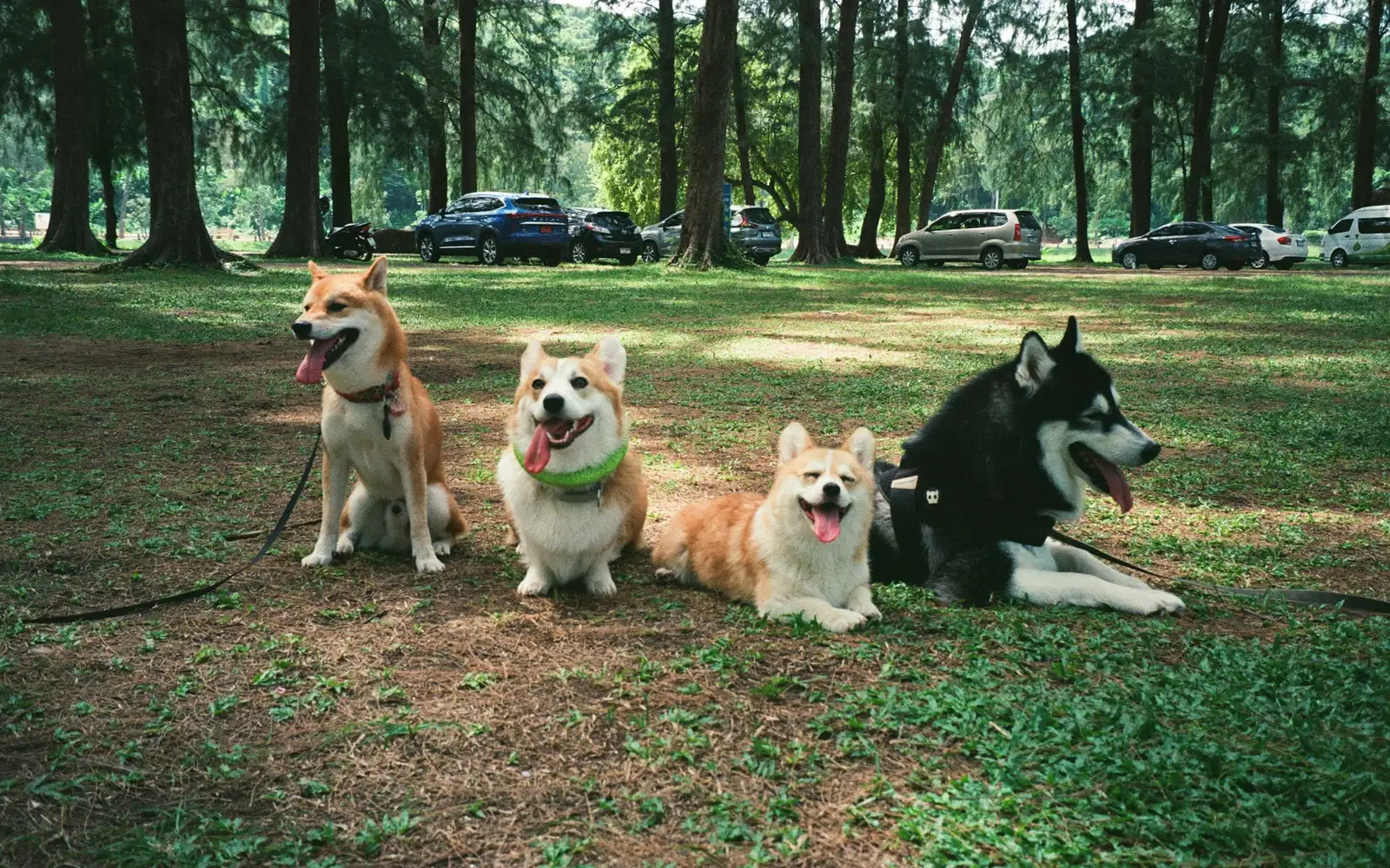 木立の中の芝生の広場で、毛色も表情も違う4頭の犬が、座ったり伏せたりして並んでいる様子。奥には駐車している車が小さく見える