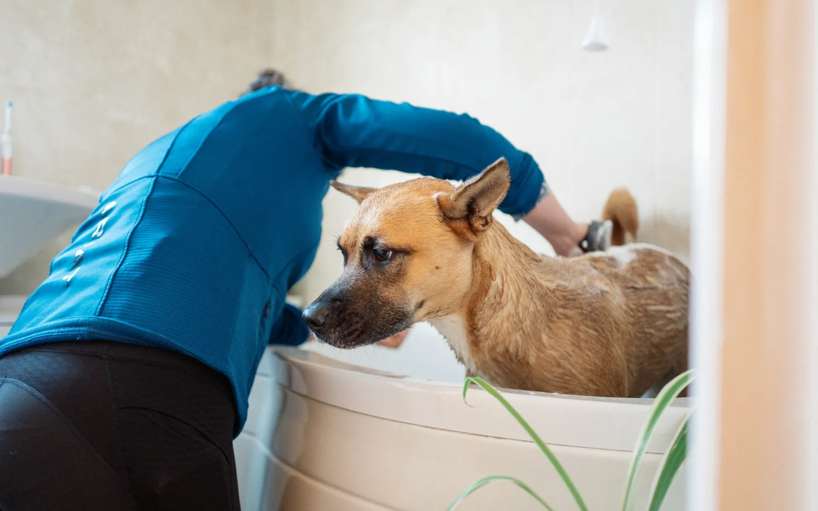 白い浴室のバスタブの中で、茶色の短毛の中型の犬が、青い服を着た人に上から体を洗われている様子。人の顔は写っておらず、手前に植物の葉が見える