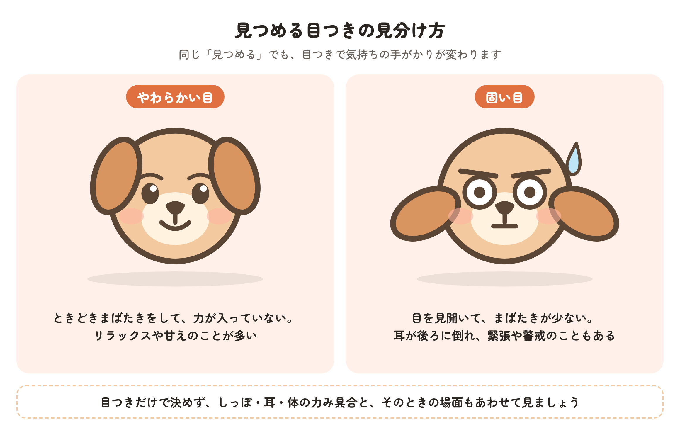 見つめるときの目つきを比べた図。やわらかい目はときどきまばたきをして力が入っておらず、リラックスや甘えのことが多い。固い目は目を見開いてまばたきが少なく、耳が後ろに倒れて、緊張や警戒のこともある、という目安を示している