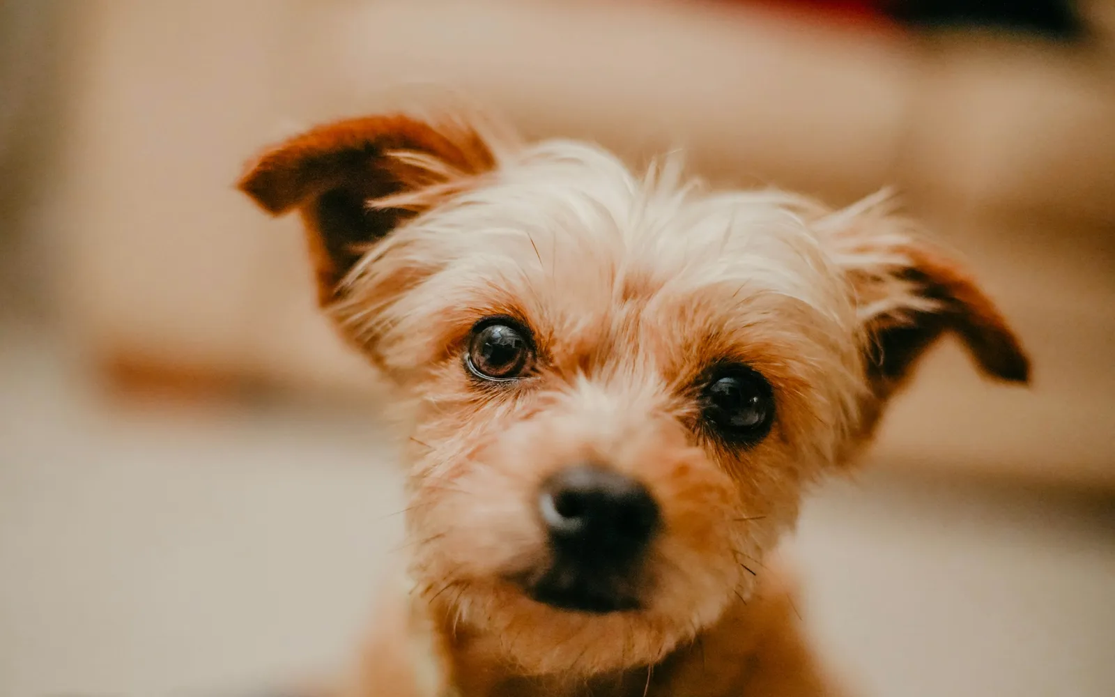 背景がやわらかくぼけた明るい室内で、明るい茶色の長めの毛をした小型の犬が、片方の耳を外側に折り曲げて、こちらをまっすぐ見上げている顔のアップ