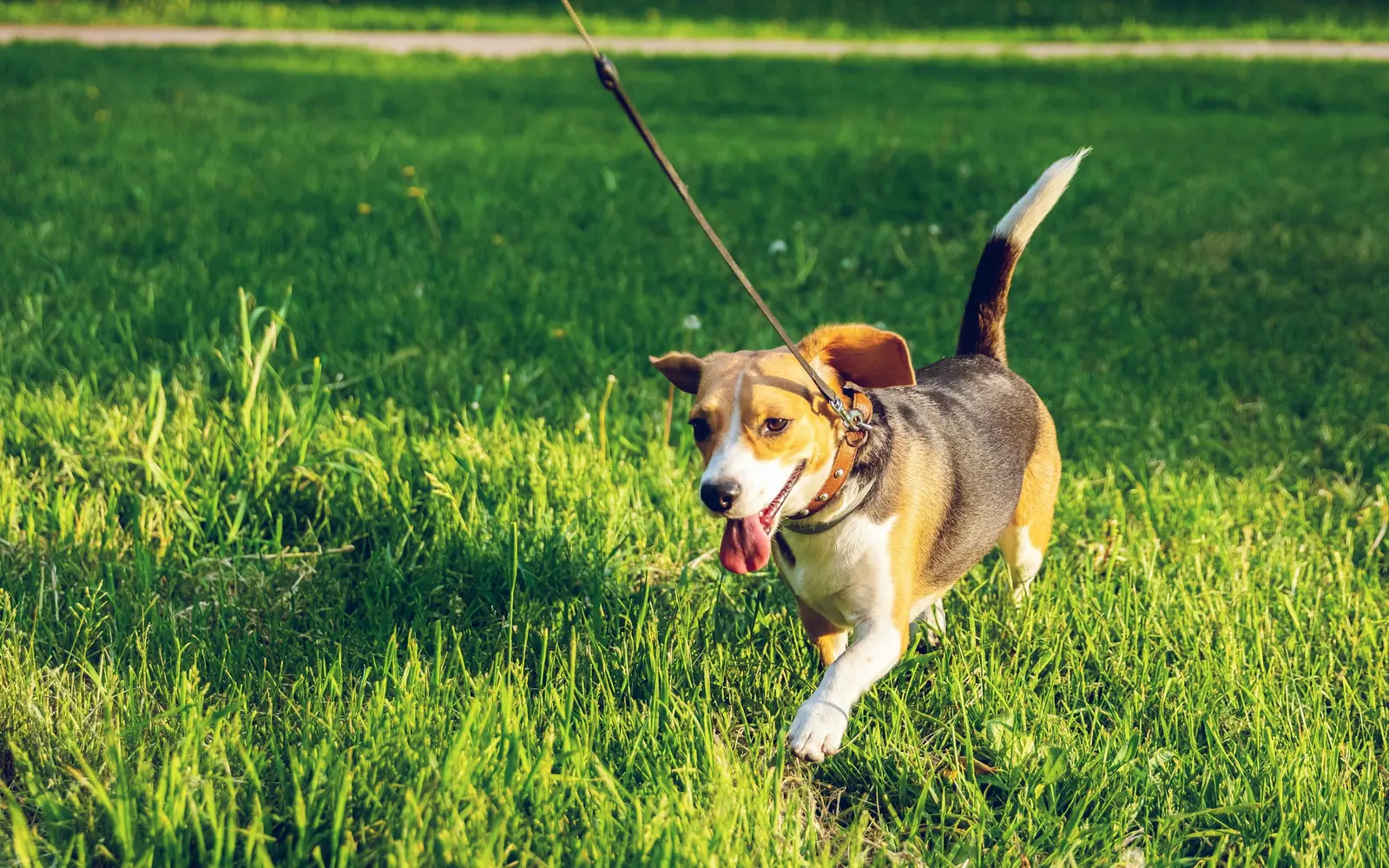日の差す明るい芝生の上を、リードを付けた茶と白と黒の毛の犬が、しっぽを高く上げ、口を開けて舌を出しながら、こちらへ歩いてくる様子